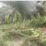 Screenshot_20251104-183749